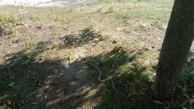 Сбежал брючный ремень. С супом！ за луком бежать далек?