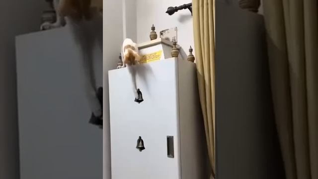Я РЖАЛ ДО СЛЕЗ. Смешные кошки и собаки.