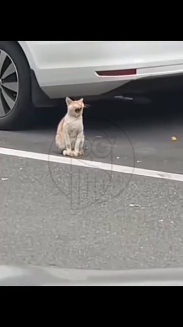 uTrmc_YA9tI - Here's a small collection of confusing  🤣🐈⬛🐱😍😺#shorts #animals #cat #funny #anim