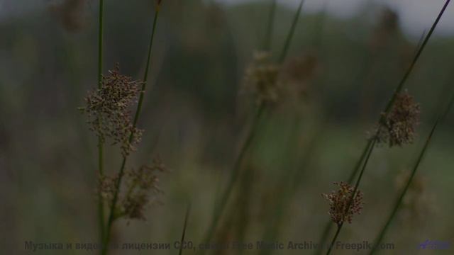 Вы не гуляли по лесу, пока не услышали этот саундтрек! - Never-Give-Up -- Ketsa -- Summer With Sound
