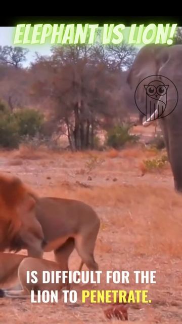 iadvIn2Yduk - African Savanna Showdown： Elephant vs. Lion #shorts