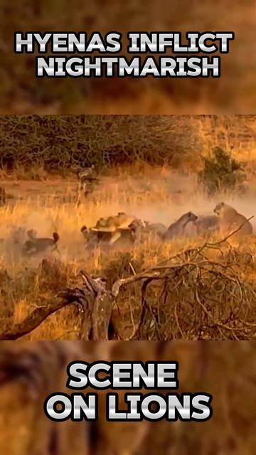 oXTsd0Ldfxw - Hyenas Inflict Nightmarish Scene on Lions #shorts  #nature #animals #lion