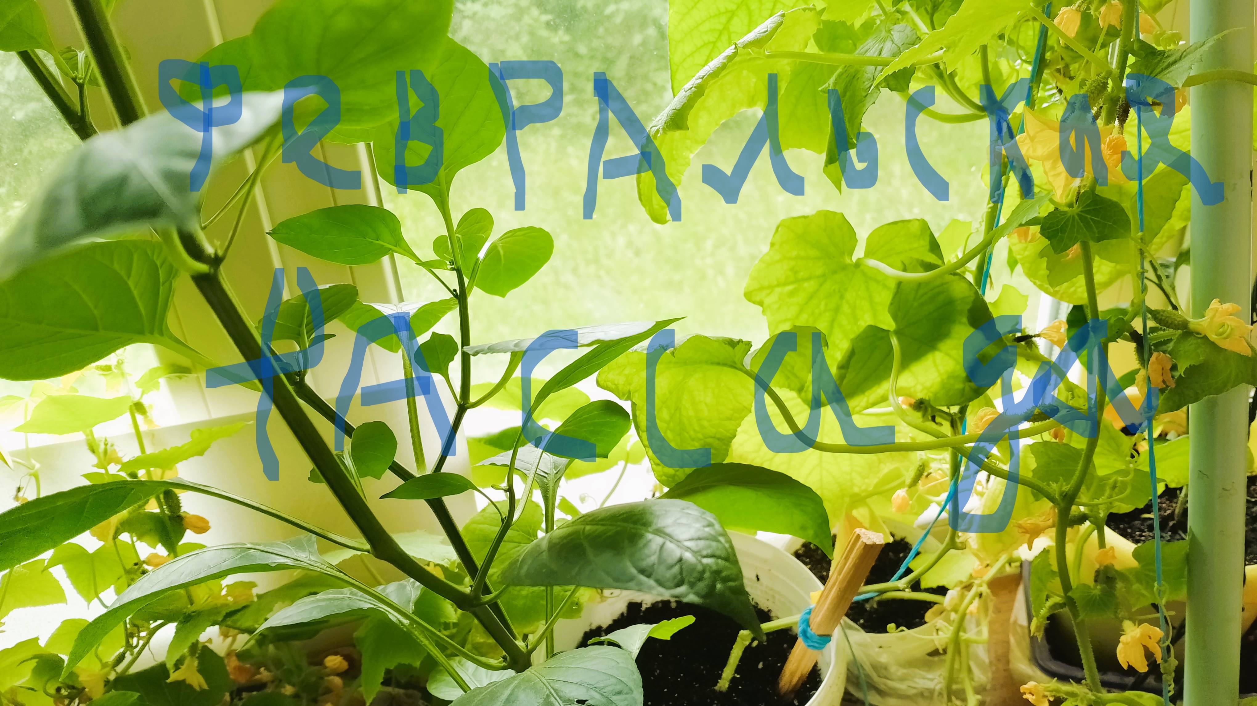 Переросшая рассада на окне.
