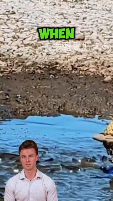 YgV1J9FPtuo - The leopard's secret to survival - fish to the rescue! #wildlife #animals #wildlife fi