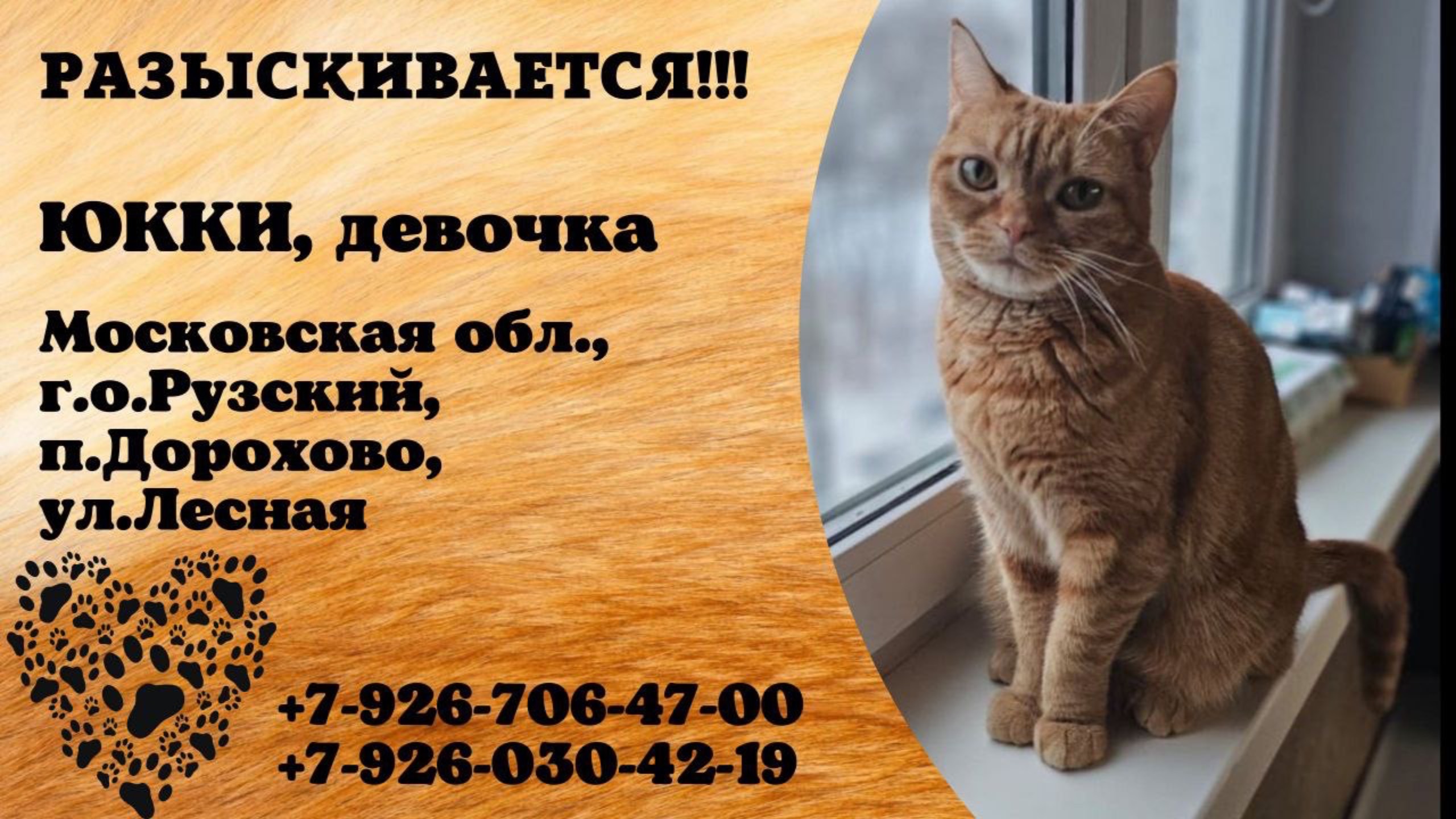 Пропала кошка! ЮККИ, девочка. Московская обл., г.о.Рузский, п.Дорохово, ул.Лесная.