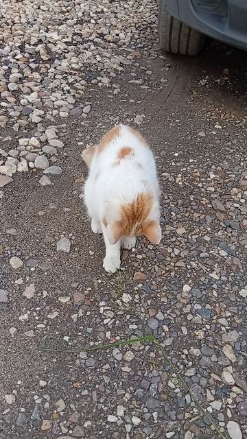 Котик играет с травинкой