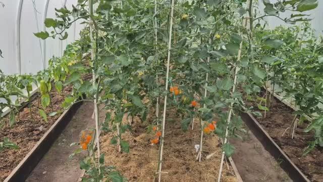 Четыре правила ухода за тепличными растениями