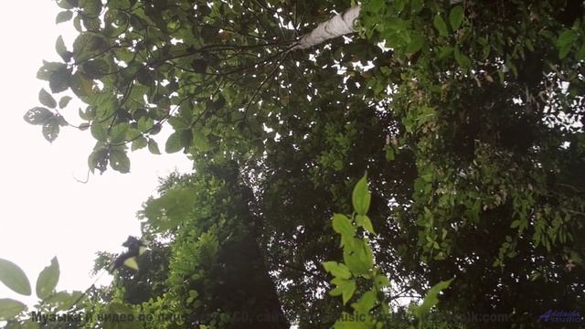 Музыка, которая звучит как первое признание в любви... - Jooked -- Shaolin Dub -- The Great Divide