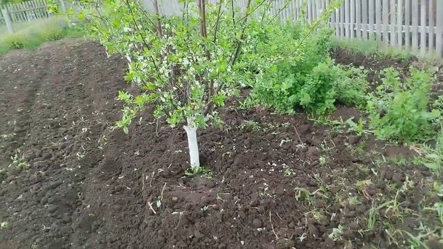 9 май 25 год . Сажаем картошку под мотоблок .