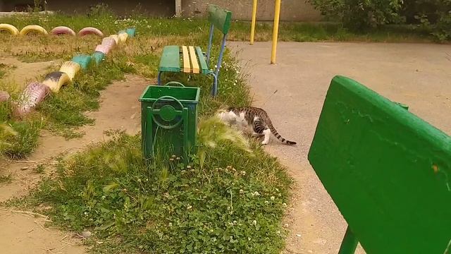 Кот на прогулке