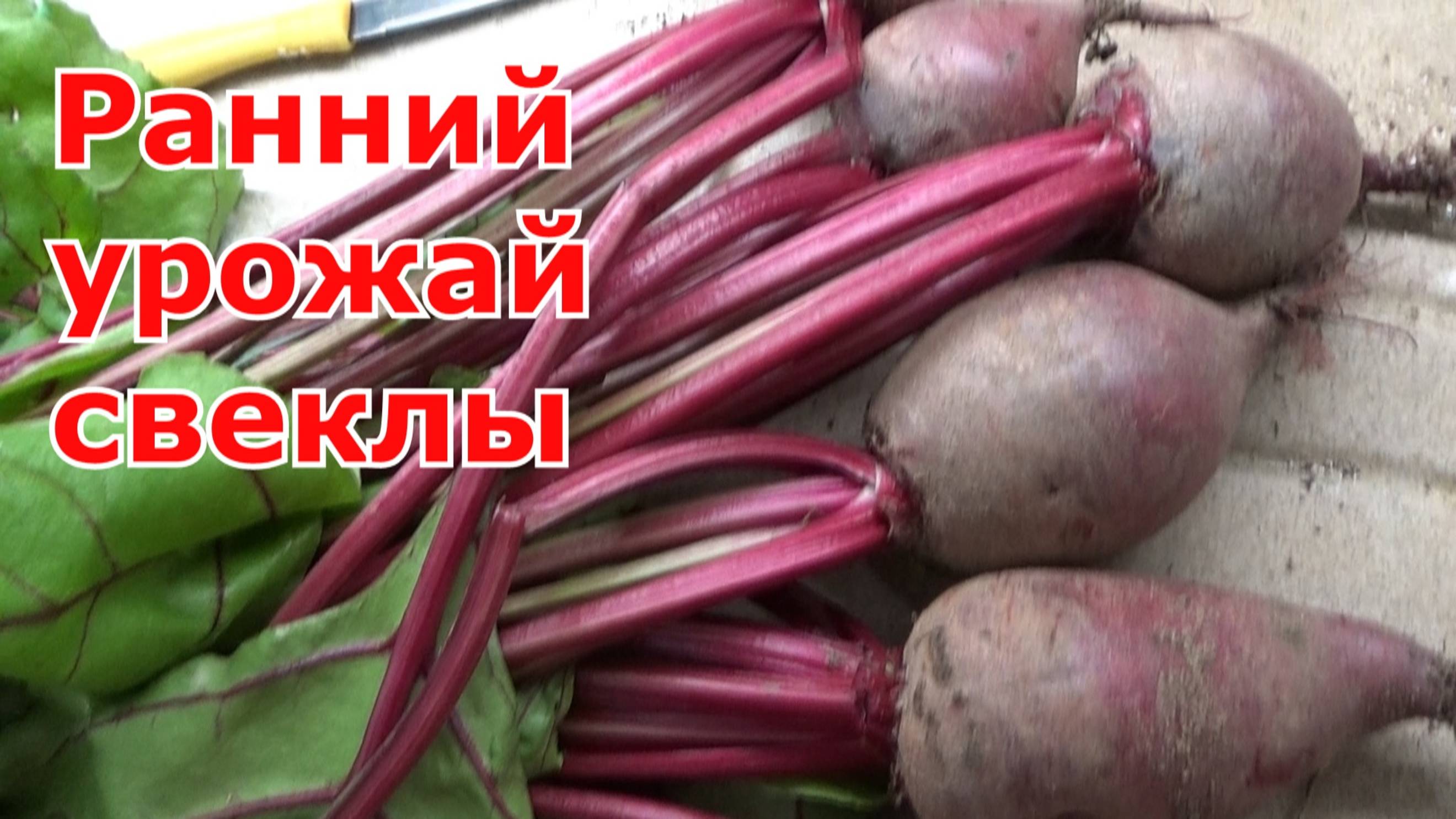 Урожай ранней свеклы через рассаду. Как вырастить раннюю свеклу в теплице.