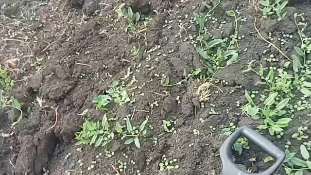 Коп в День России!