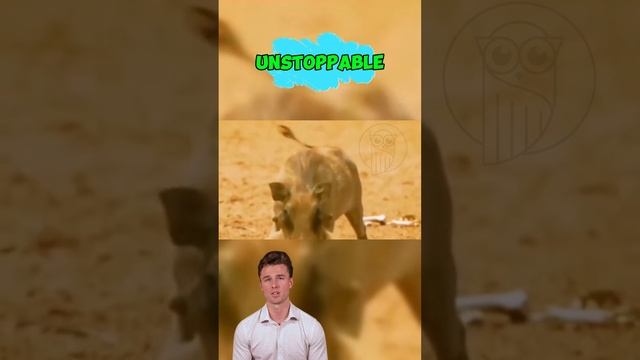 dRARQKEmQOs - Defiance of the Underdog： The Boar's Triumph #shorts #animals #wildlife