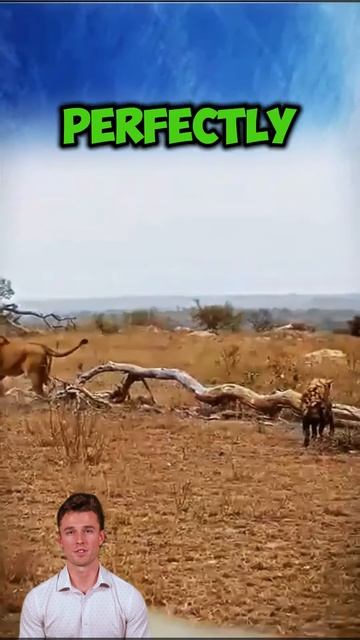 elHxf_pAams - Daylight Prowl： The Lion's Triumph Over the Hyena #shorts #lion #animals #wildlife #vi