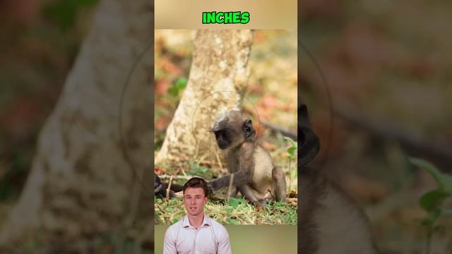 yf5vyPrsONI - Jungle Peril： Baboon Escapes Crocodile Only to Face a Leopard #shorts #animals #wildli