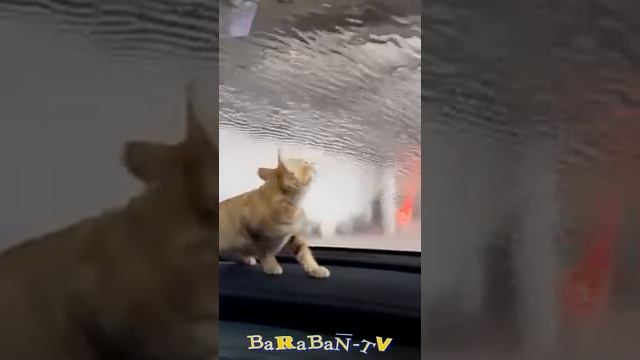 Юмор с животными.