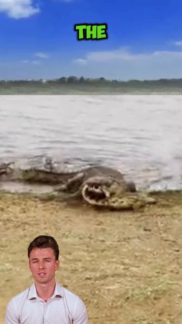vfDd9cjWUJI - ＂Clash of the Titans： Crocodile Showdown＂ #shorts #animals #funny #facts