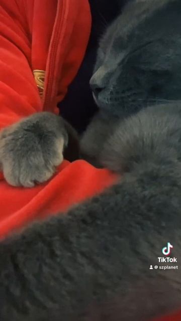 Милый мурлыкающий котик #мурлыка #котикотдыхает #котикимилые #милыйкотик #filmmakerlife #svetlana