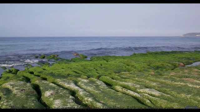 Этот трек - как прогулка по волшебному лесу! - Jewtang -- New Millennium String Ensemble -- NMSE 2