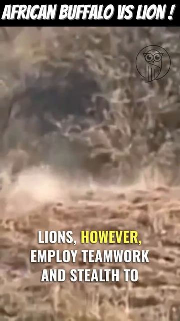 obCpzpXsaaw - Savannah Showdown： Clash of Titans - African Buffalo vs Lion #shorts
