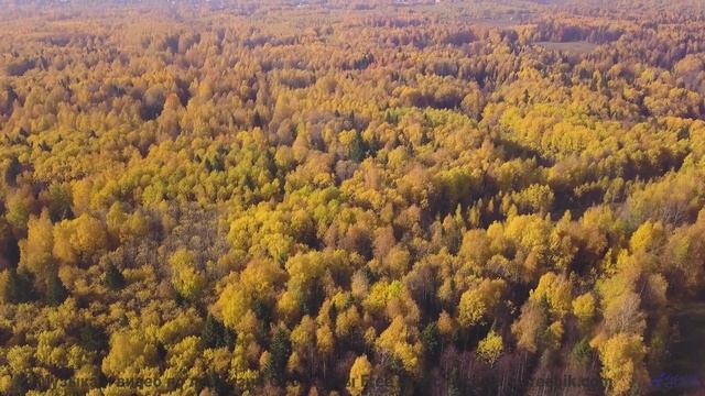 Почему этот лес НЕНАВИДИТ тишину - Апатия (feat. DJ Bog) -- POVALISHIN DIVISION -- Запрещать Запреще
