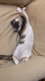 Коты на отдыхе #shorts