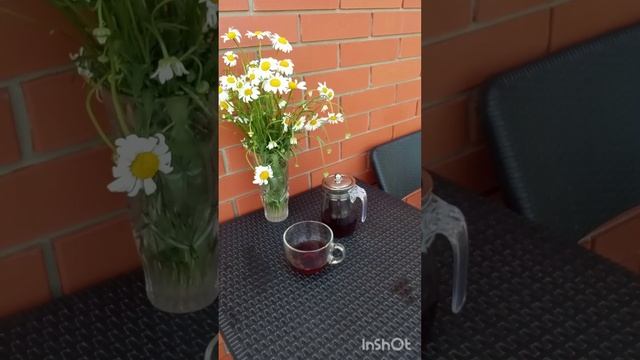 Жара +32🥺Компот и кот😻#лето#жизньзагородом#