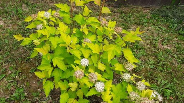 ЛЕТНИЙ ВАЛЬС. ИЮНЬСКИЕ ЦВЕТЫ 2