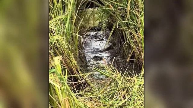 Невозможно Оторвать Глаз! Эти Случаи с Животными Вы Запомните На Всю Жизнь