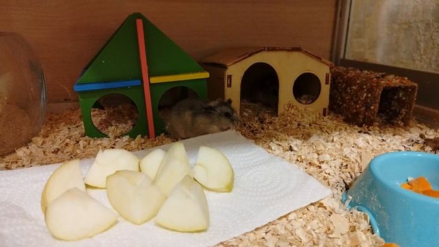 Хомячки время дня ужин