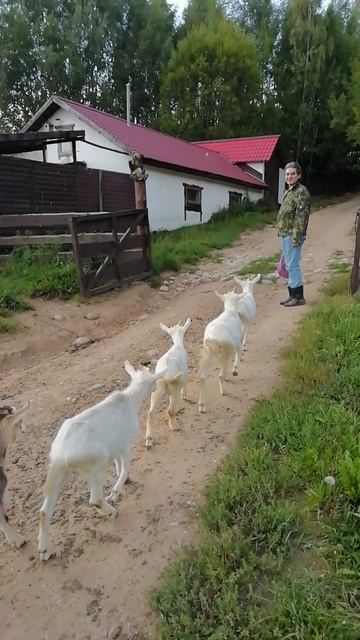 Куда идут козлы 😀