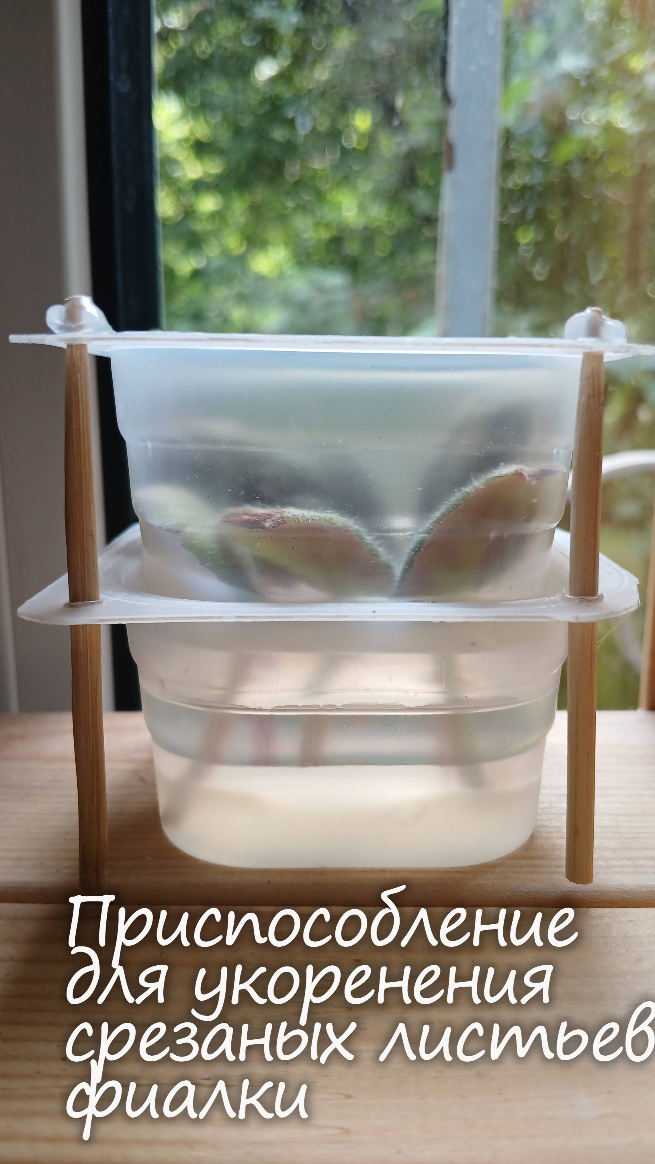 Приспособление для укоренения срезанных листьев фиалки