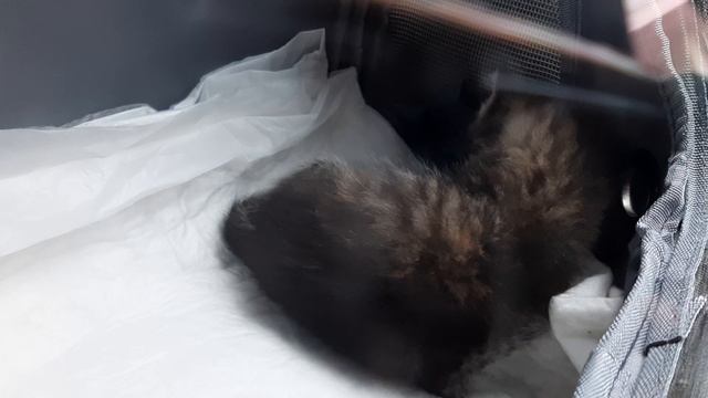 Мы везём с собой кота!