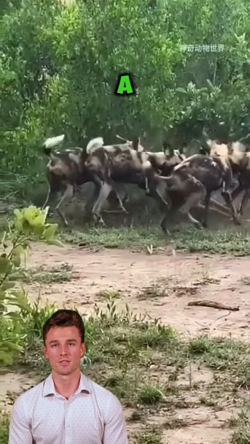 ztjxuopCuRU - ＂Relentless Pursuit： The Wild Dogs' Unyielding Hunt＂ #shorts #animals #wildlife
