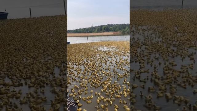 Интеллект клуб онлайн Супер Джамп Матвей Харитонов