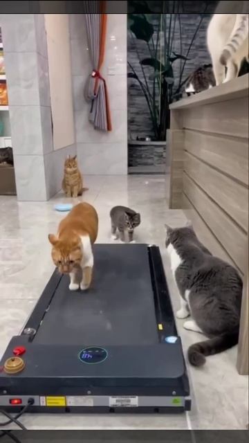 Котик ходит по беговой дорожке