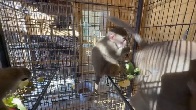 Прекрасный день!Мы собираемся с Люсей, Степой и Маней НА ПРОГУЛКУ,поэтому малыша
