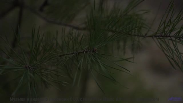 Леса звучат как песня, которую ждали всю жизнь - Heptagone -- Koi-discovery -- Unnamed album