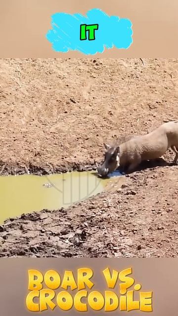 _y7nW-R1nSw - Crocodile Ambush! Warthog's Desperate Fight for Survival #shorts #animals #wildlife