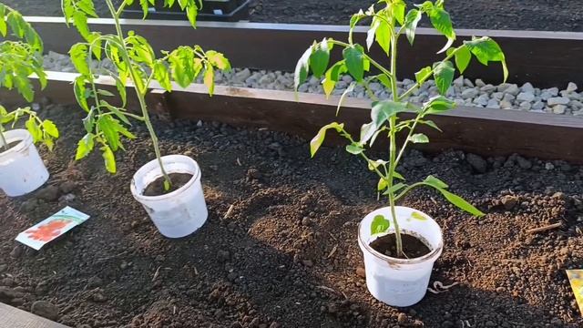 Огород🌱 Помидоры🍅 Капуста🥦 Цветы 🌺
