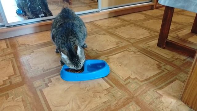 Котик ест вкусняшку.