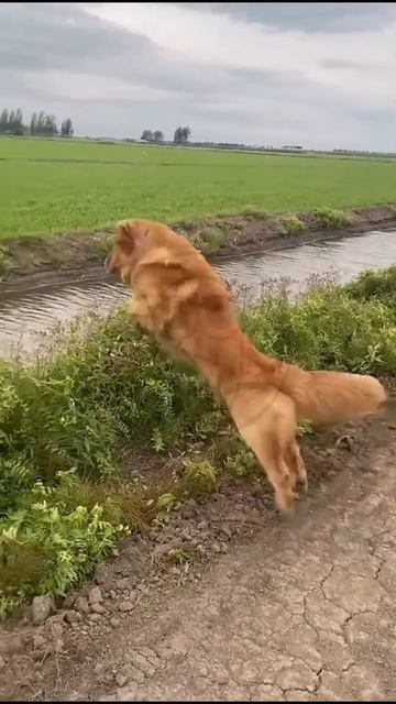 tfg7GIVTA40 - Is there anything more stupid than that？ 🐕🦺🐕😂🤣 #shorts #animals #fannydog #funny
