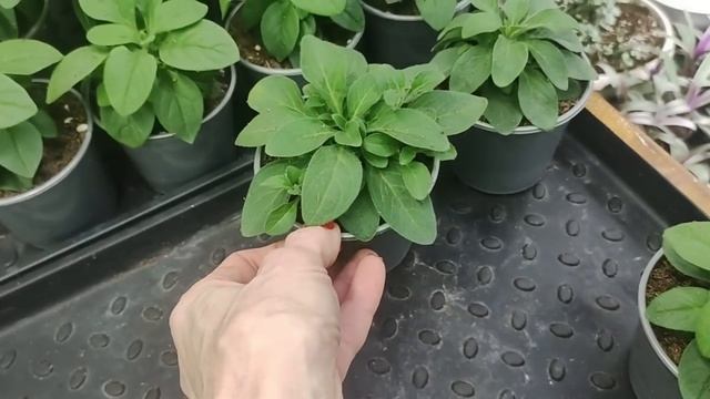 Секреты успешного выращивания вегетативной петунии зимой. Мастер класс по прищипке для пышного куста