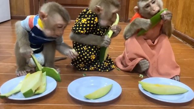Обезьянки едят УЛУЧШИТЕЛЬ НАСТРОЕНИЯ  шустрые веселые смешные
