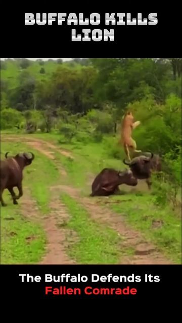 tuHvbCYlbSw - Showdown in Savannah： Buffalo Kills the Lion King #shorts #animals #viral #wildlife #l