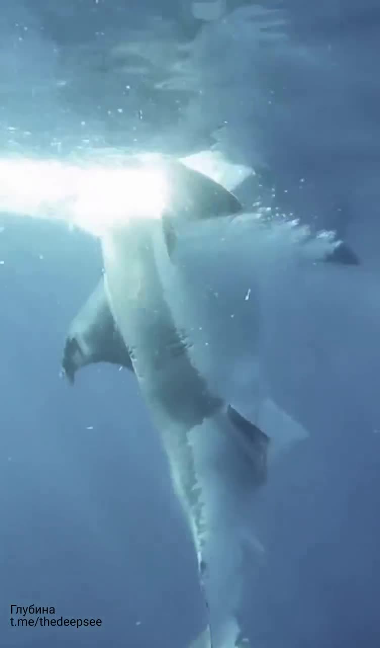 Белая акула (Carcharodon carcharias) – один из самых крупных и совершенных хищников океана.