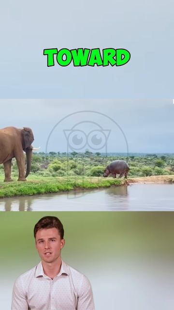 dcVGxUFlOes - ＊＊Titans of the Wild： When Elephant Meets Hippo＊＊ #shorts #animals