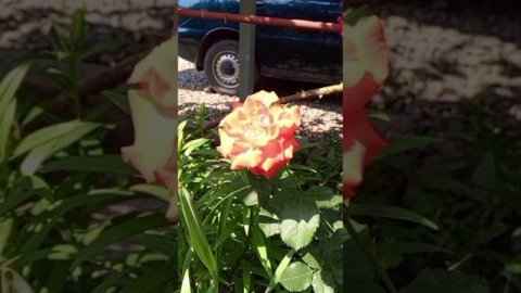 Комплекс из буков Всеясветной грамоты на отношения