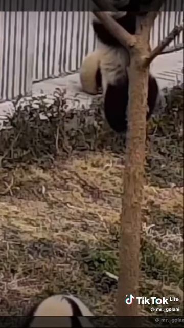 смешные панды🐼🐼🐼🐼🐼🐼