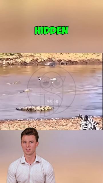 gw296zBw154 - ＊＊＂Death in the Deep： A Zebra’s Final Battle＂＊＊  #animals #wildlife #wildlifeentertain